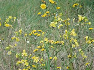 Ireland's Eye - hawkweed