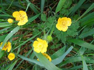 Ireland's Eye - Creeping Buttercup - Ranunculus repens - Fearb�n reatha
