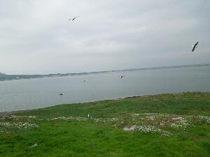 Ireland's Eye - Black Backed Gulls - in the air and on the ground