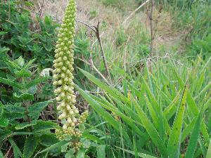 Ireland's Eye - Navelwort - Umbilicus rupestris - Corn�n caisil