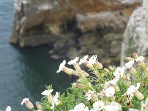 Ireland's Eye  - Sea Campion - Silene uniflora - Coire�n mara