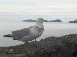 Blaskets - na Blascaoda�