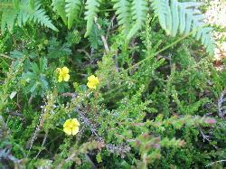 Blaskets - na Blascaoda�