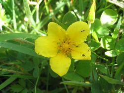 Blaskets - na Blascaoda�