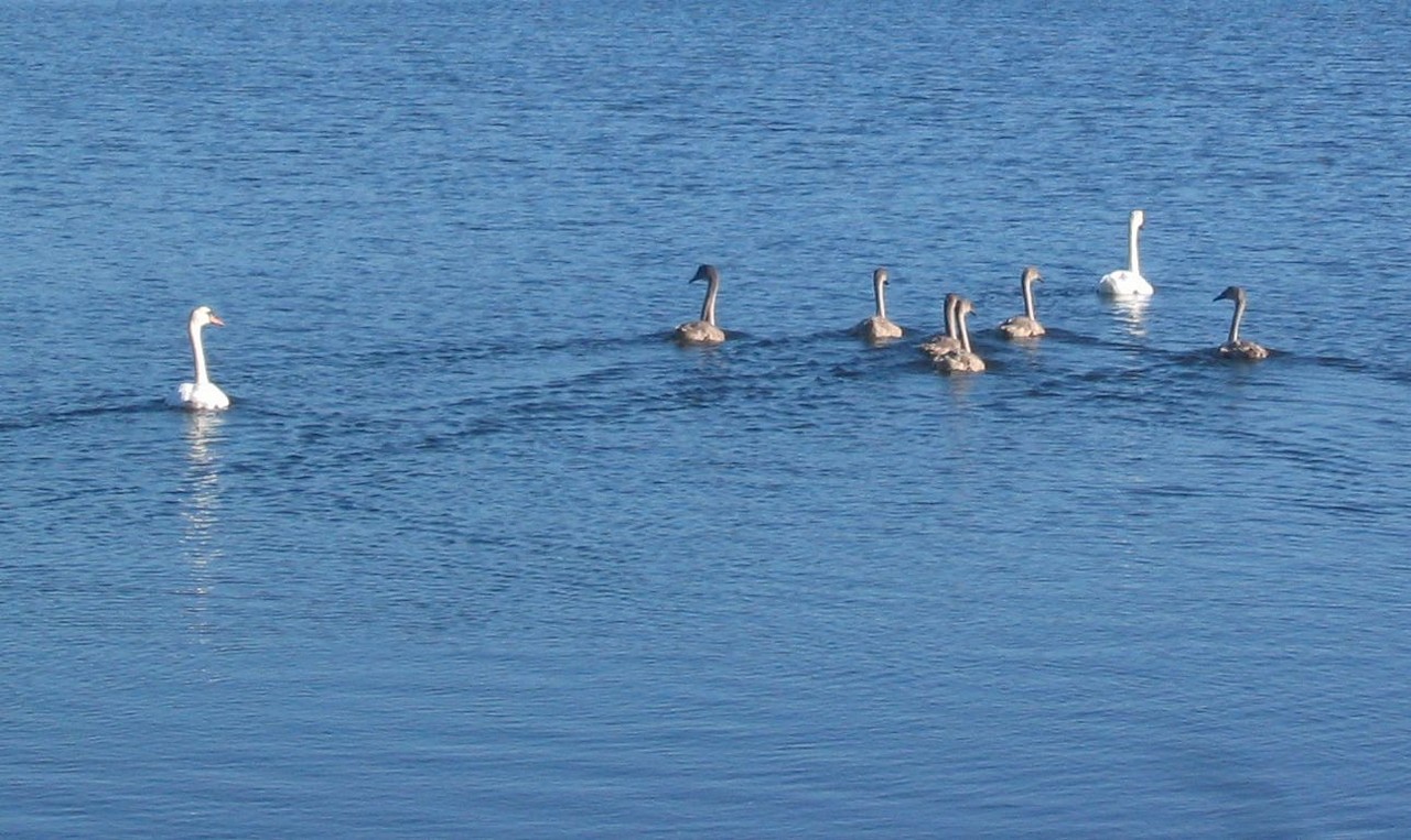 A family of swans on Lough Bofin