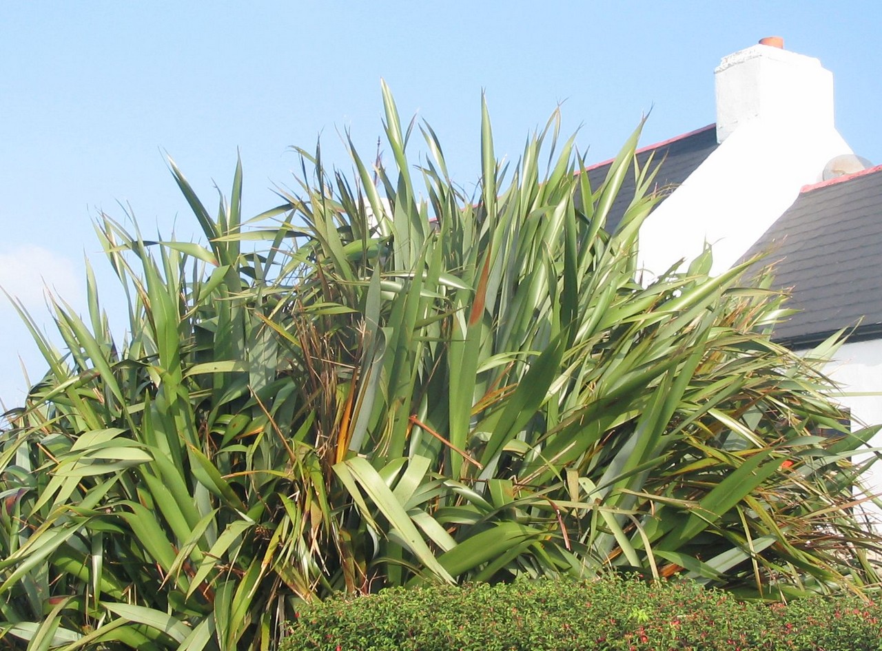 New Zealand flax.