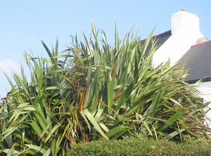 New Zealand flax.