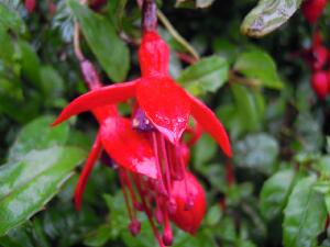 Inishbofin - Inis B� Finne