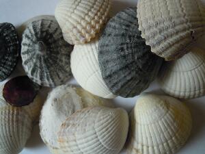 Inishbofin - Inis B� Finne