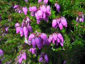 Inishbofin - Inis B� Finne