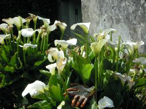 Inishbofin - Inis B� Finne