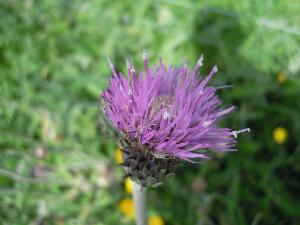 Inishbofin - Inis B� Finne