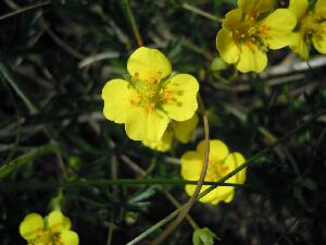 Inishbofin - Inis B� Finne