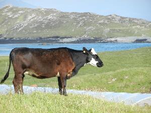 Inishbofin - Inis B� Finne