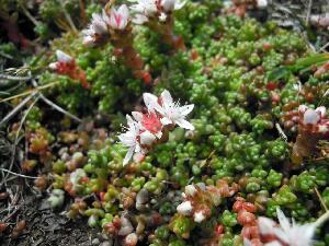 Inishbofin - Inis B� Finne