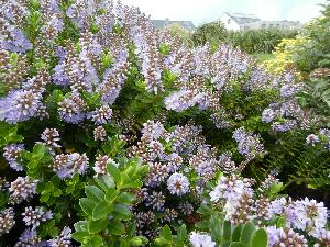 Inishbofin - Inis B� Finne