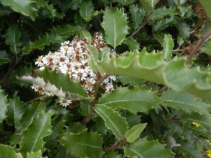 Inishbofin - Inis B� Finne