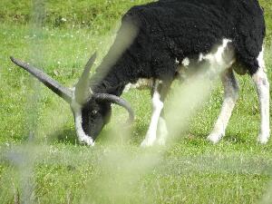 Inishbofin - Inis B� Finne