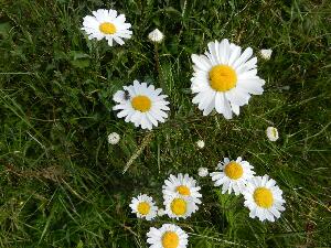 Inishbofin - Inis B� Finne