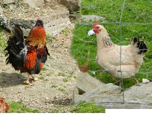 Inishbofin - Inis B� Finne