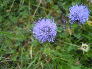 Mason Island - Oile�n M�isean