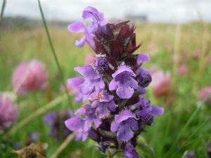 Mason Island - Oile�n M�isean