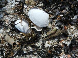 Mason Island - Oile�n M�isean