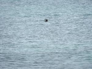 Mason Island - Oile�n M�isean