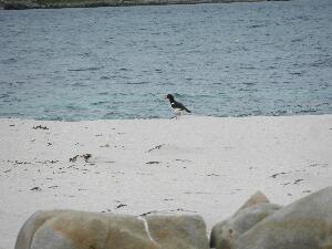 Mason Island - Oile�n M�isean