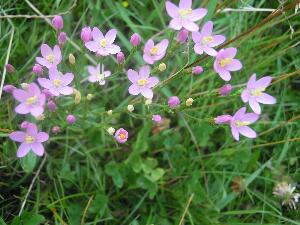 Mason Island - Oile�n M�isean