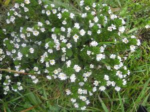 Mason Island - Oile�n M�isean