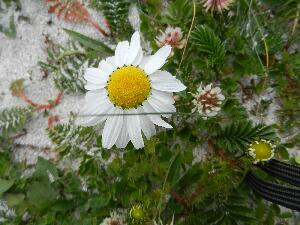 Mason Island - Oile�n M�isean