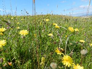 Mason Island - Oile�n M�isean