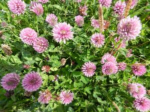 Mason Island - Oile�n M�isean