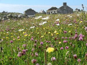 Mason Island - Oile�n M�isean