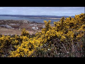 Connemara - na hOile�in