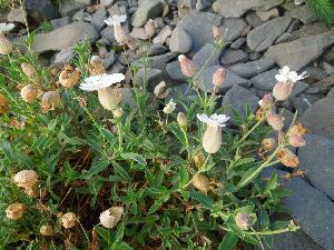 Copeland Islands - campion still in flower in mid September