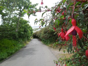 �rainn Mh�ir - fuchsia magellenica is a native of Chile