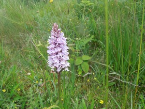 �rainn Mh�ir - a roadside orchid