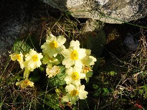 Primrose - Primula vulgaris - Sabhairc�n