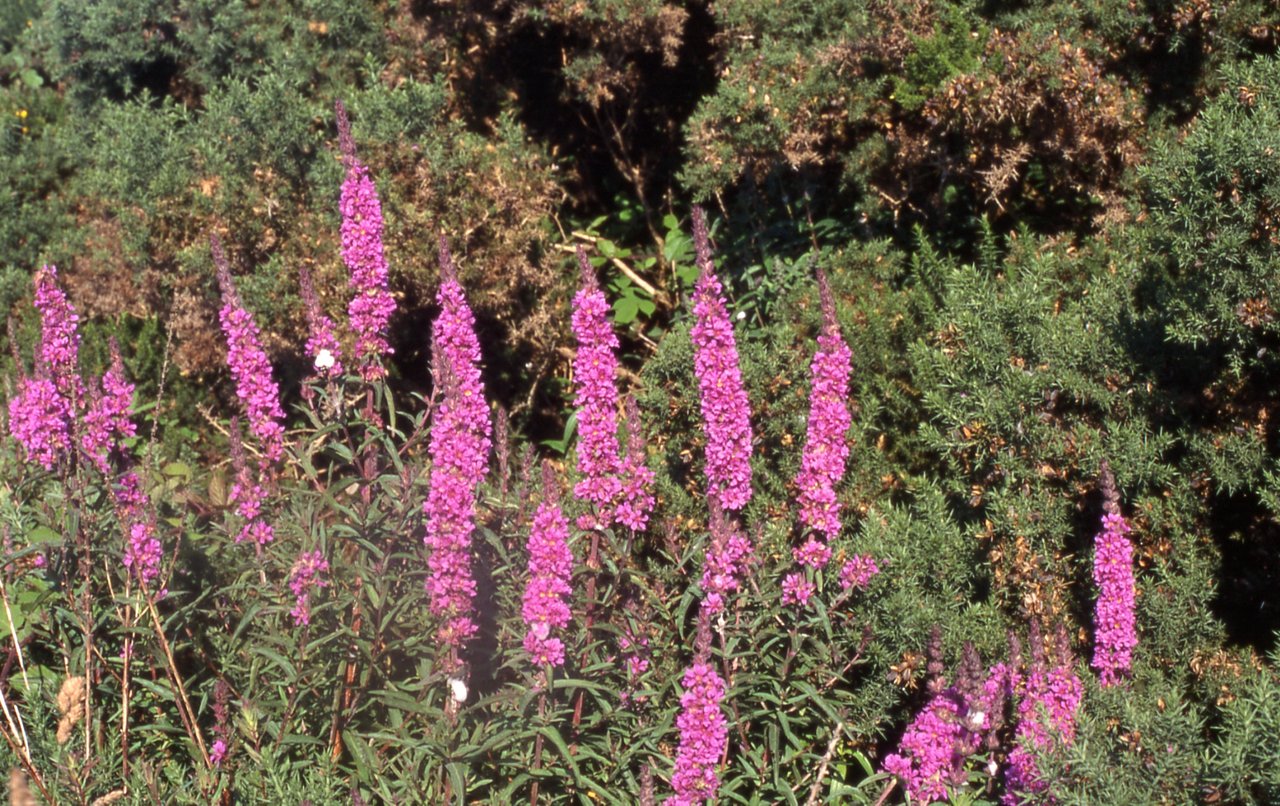 Purple-loosestrife - Lythrum salicaria - Cr�achtach