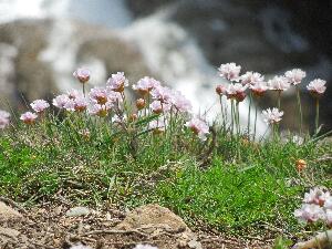 Saltee - Armeria maritima - Thrift - Rabh�n