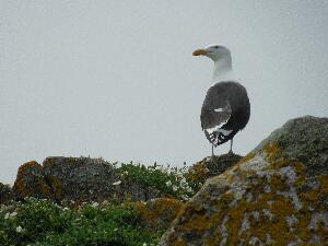 Great Saltee - black backed gull