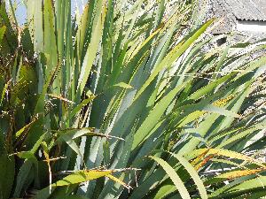 Great Saltee - New Zealand Flax - Phormium tenax - L�on na Nua-Sh�alainne