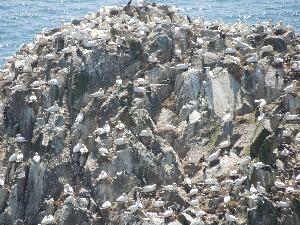 Great Saltee - part of the gannet colony