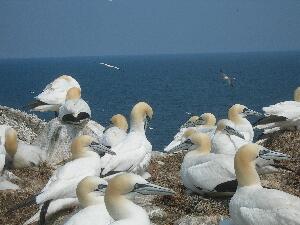 Great Saltee - part of the gannet colony