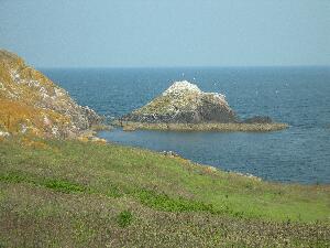 Great Saltee - gannet
