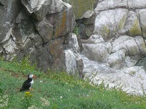 Great Saltee - puffin