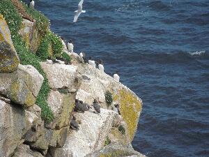 Great Saltee - auks