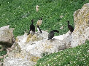 Great Saltee - three shags and a razorbill